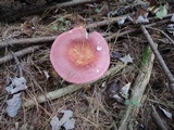 Russula vinosa image