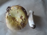 Russula seperina image
