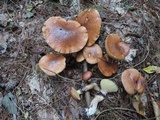 Suillus luteus image