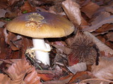 Amanita augusta image