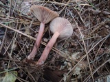 Lactarius oculatus image
