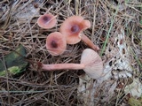 Lactarius oculatus image