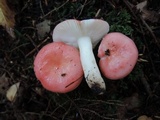Russula silvicola image