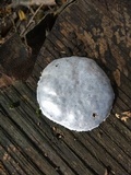 Reticularia lycoperdon image