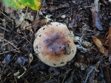Tricholoma pessundatum image