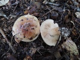 Tricholoma pessundatum image