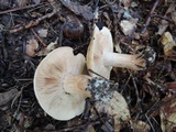 Tricholoma pessundatum image