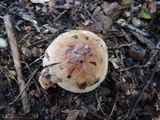 Tricholoma pessundatum image