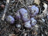 Cortinarius velicopia image