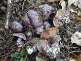 Cortinarius velicopia image