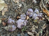 Cortinarius velicopia image