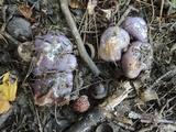 Cortinarius velicopia image