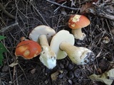 Boletus chippewaensis image