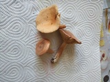 Lactarius rufus image