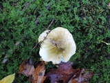Tricholoma subsejunctum image