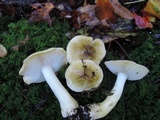 Tricholoma subsejunctum image