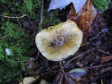 Tricholoma subsejunctum image