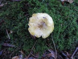 Tricholoma subsejunctum image