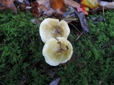 Tricholoma subsejunctum image