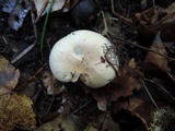 Hygrophorus roseobrunneus image