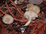 Clitocybe fragrans image