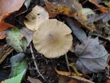 Entoloma formosum image