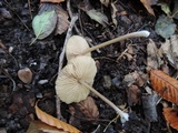 Entoloma formosum image