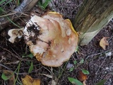 Boletus chippewaensis image