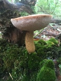 Tylopilus felleus image