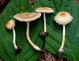 Lepiota erminea image