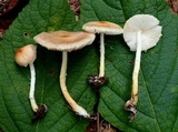 Lepiota erminea image