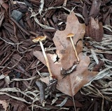 Agrocybe arvalis image