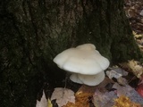 Hypsizygus ulmarius image