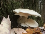 Hypsizygus ulmarius image