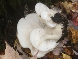 Hypsizygus ulmarius image