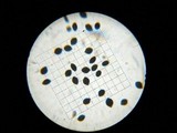 Panaeolus cyanescens image