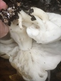 Hypsizygus ulmarius image