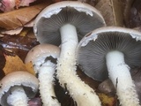Stropharia hornemannii image