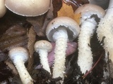 Stropharia hornemannii image