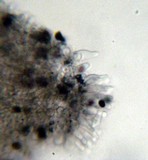 Panaeolus cyanescens image
