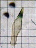 Panaeolus cyanescens image