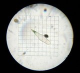 Panaeolus cyanescens image