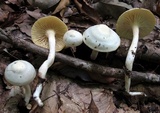 Hygrophorus eburneus image