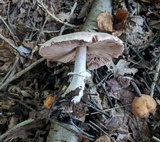 Agaricus vinosobrunneofumidus image
