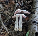 Agaricus vinosobrunneofumidus image
