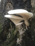 Pleurotus dryinus image