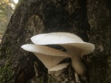Pleurotus dryinus image