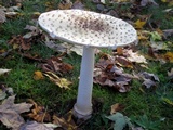 Amanita velatipes image