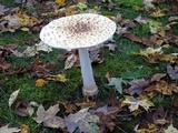 Amanita velatipes image