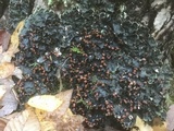 Peltigera horizontalis image